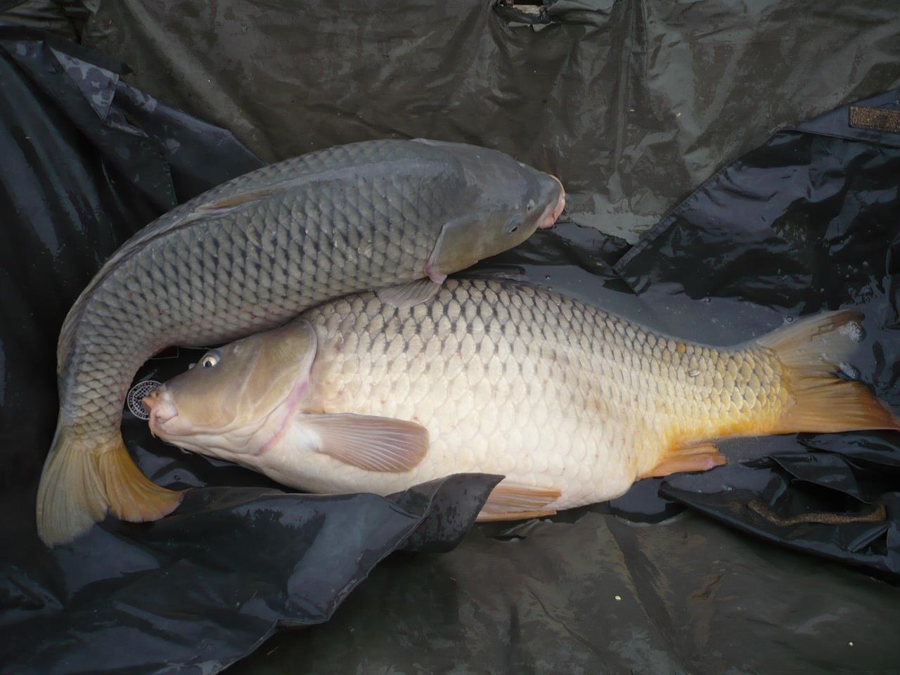 MV 2 - 12.NOI.2014 - p1020936.JPG